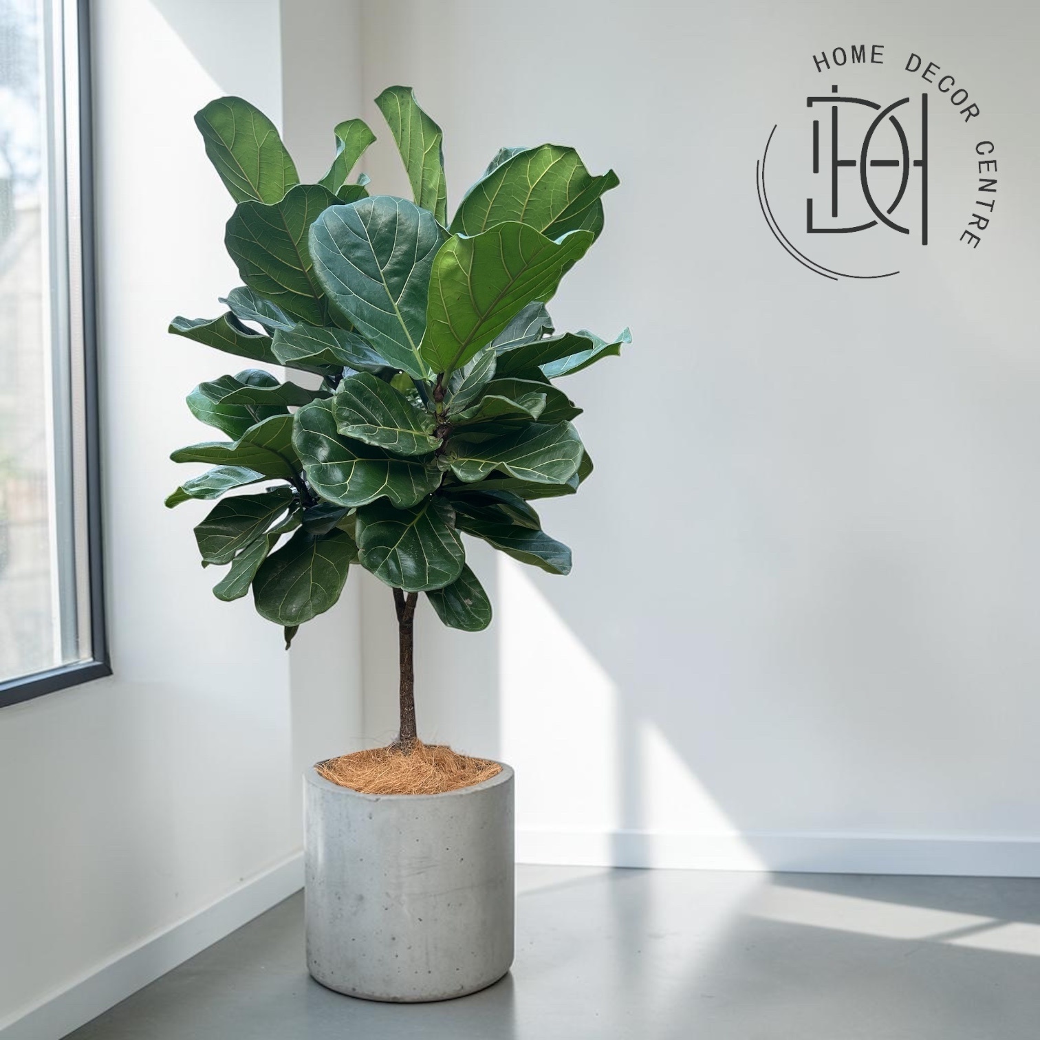 Ficus lyrata (Lolly Type)
