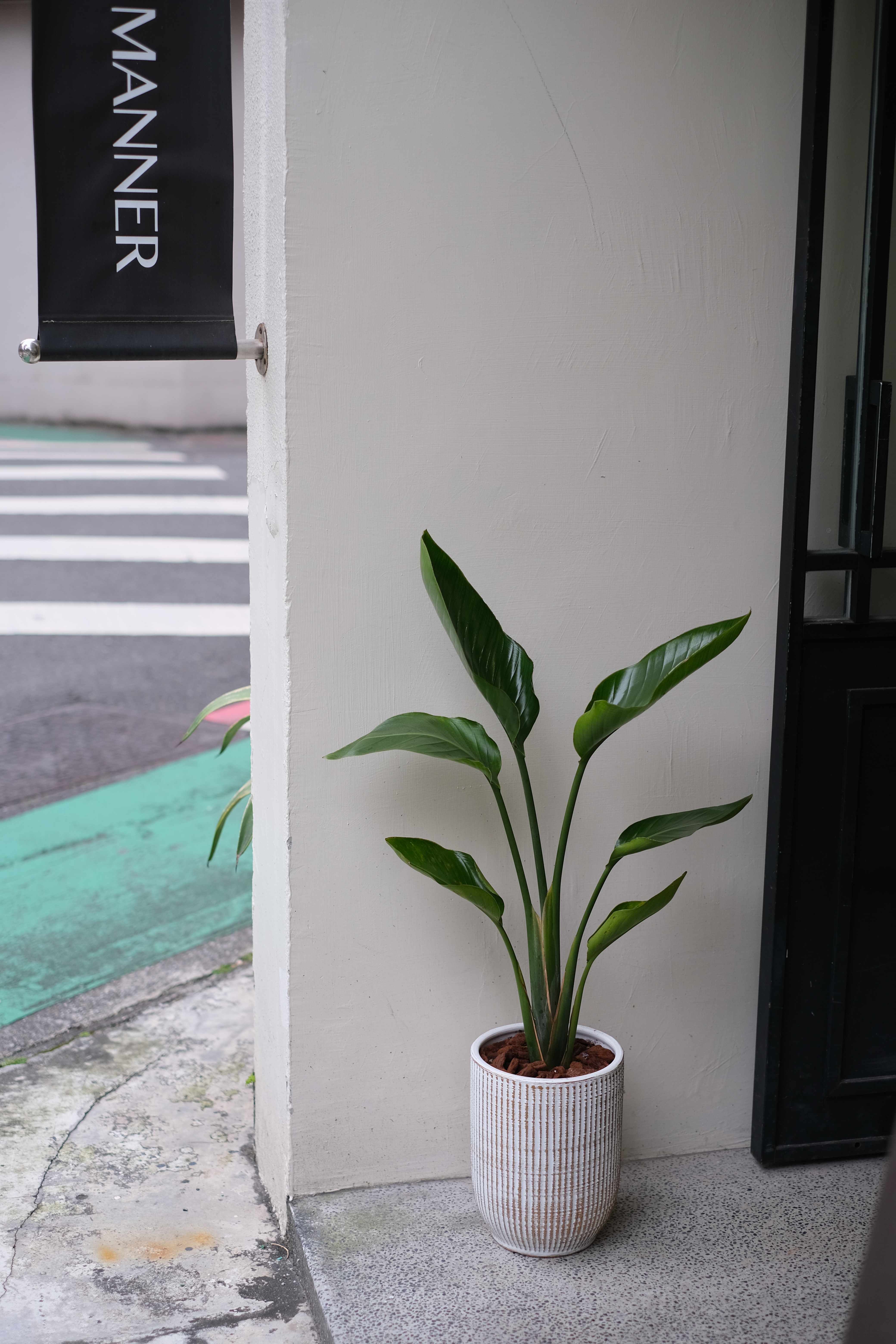 天堂鳥盆栽