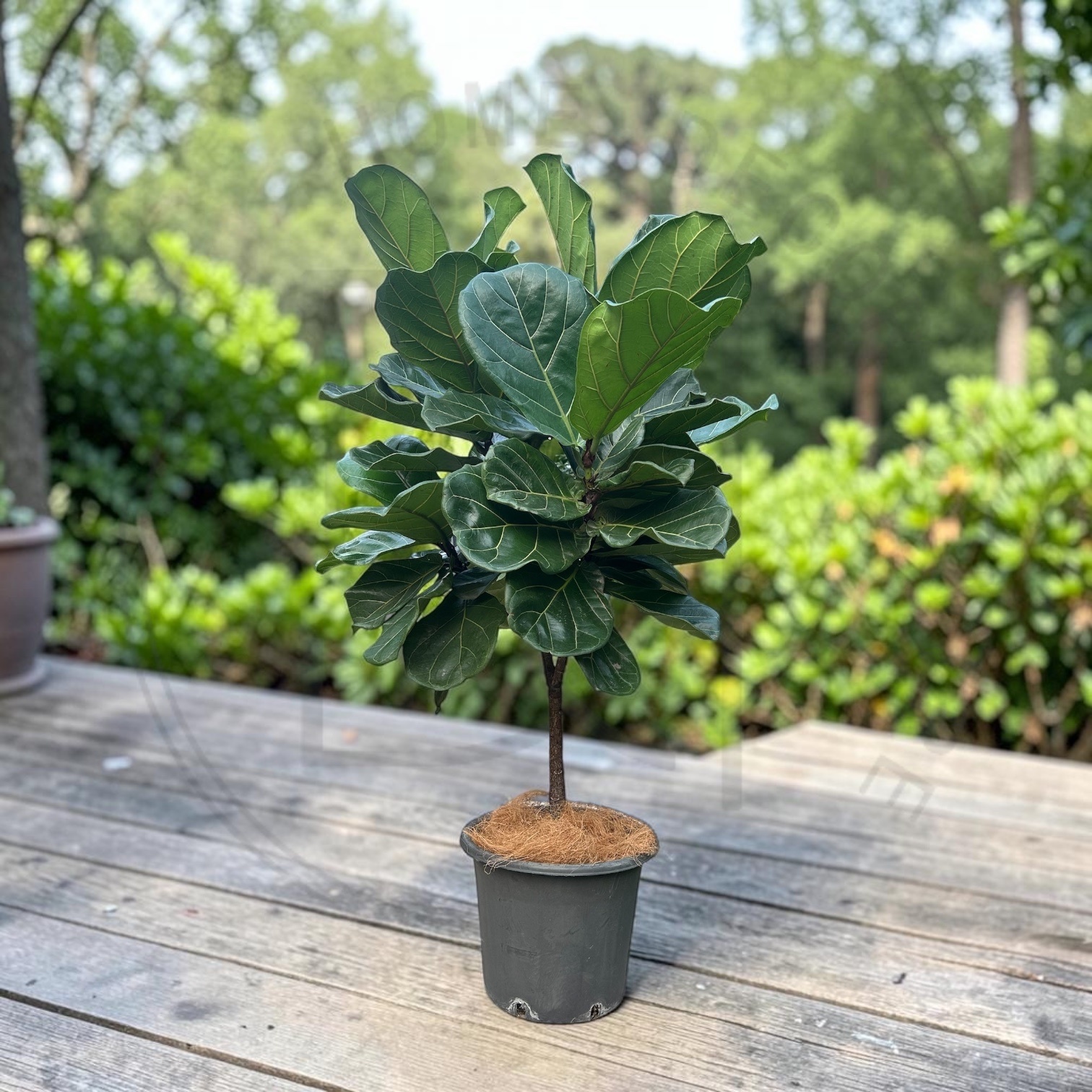 琴葉榕（棒棒糖）