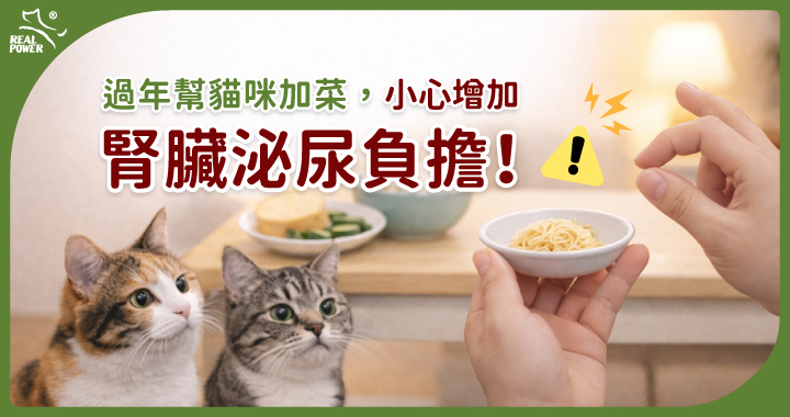 過年可以餵貓咪吃年菜嗎?小心高鹽高油食物,增加腎臟與泌尿負擔