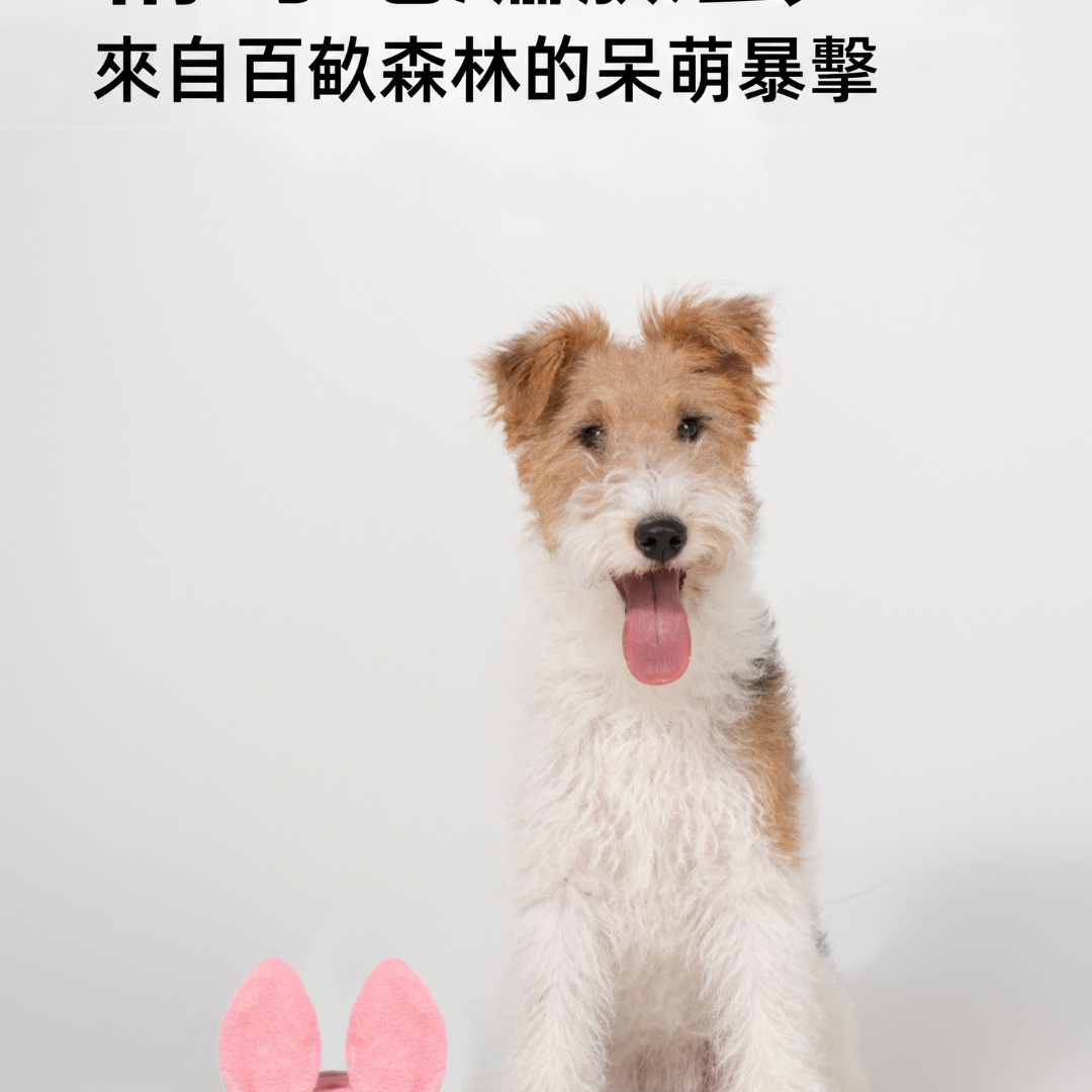 好寵-小熊維尼響紙方磚-迪士尼造型寵物發聲玩具推薦