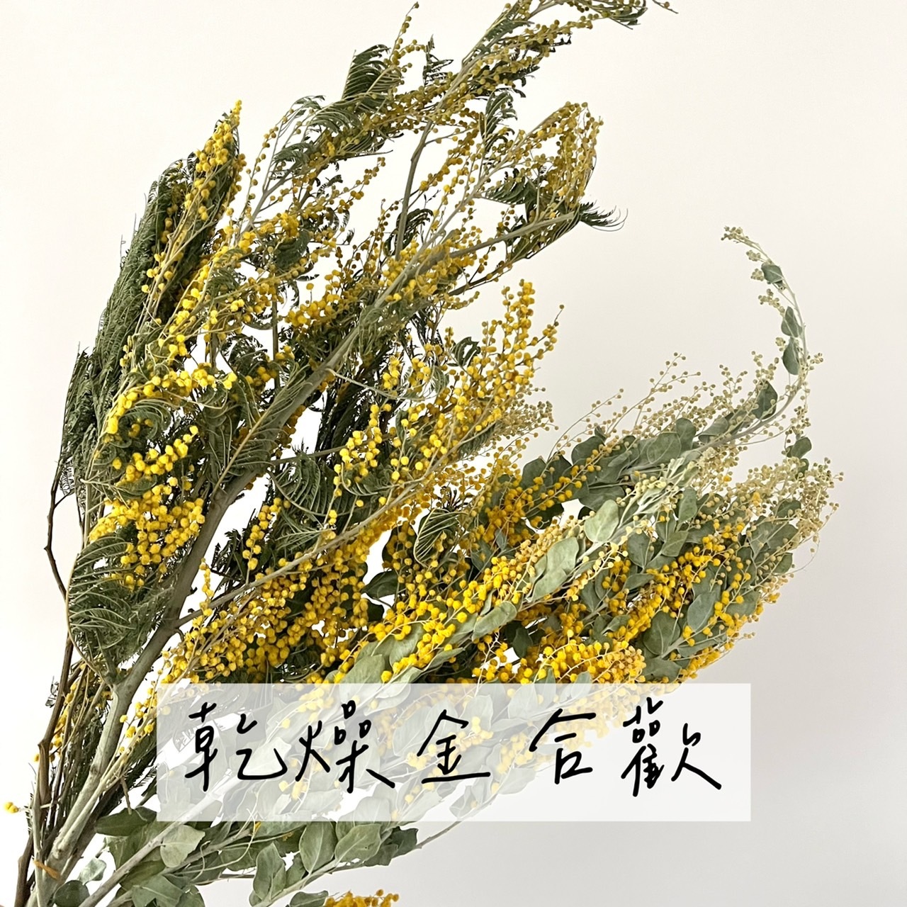 乾燥金合歡(2款)