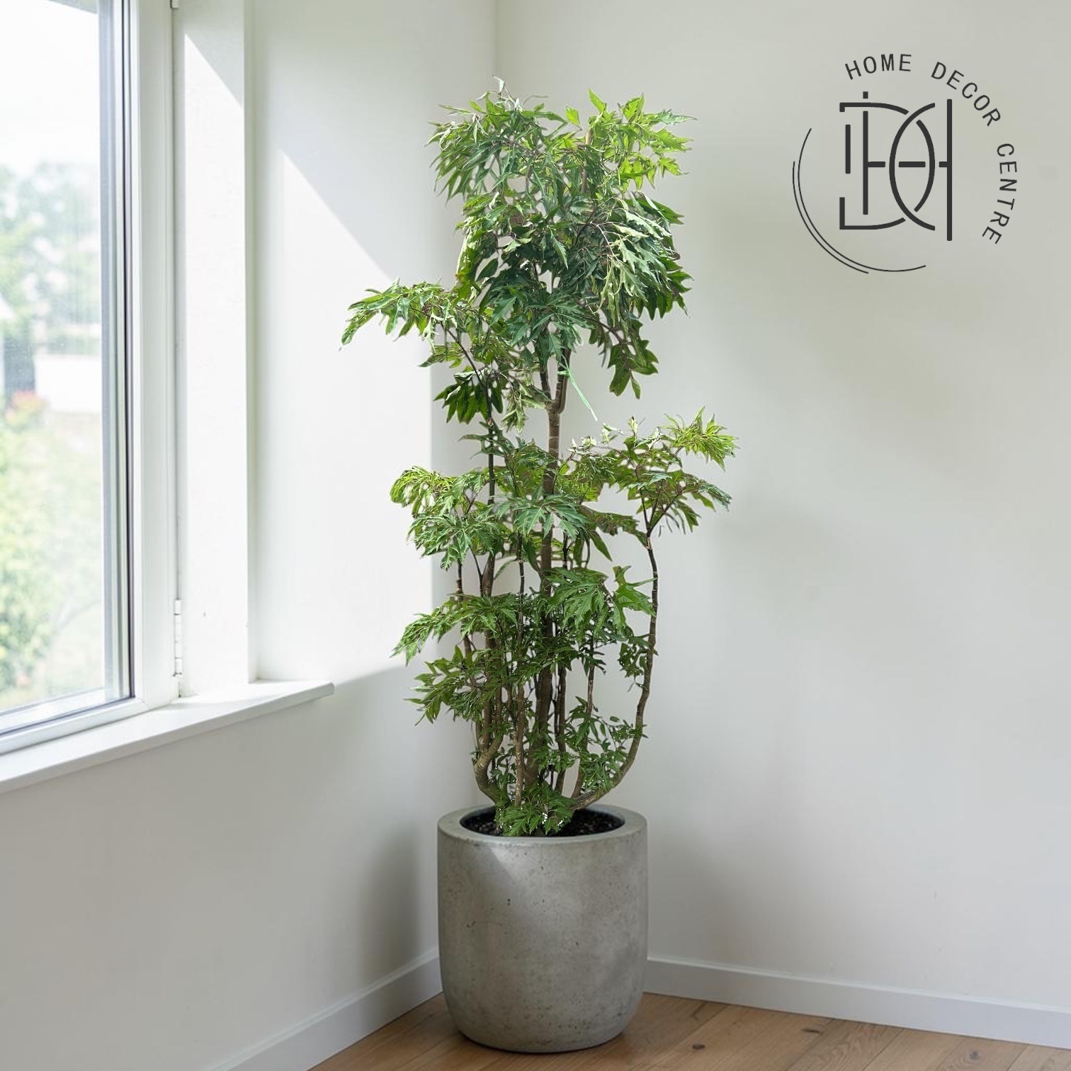 Ming Aralia ( Polyscias fruticosa )