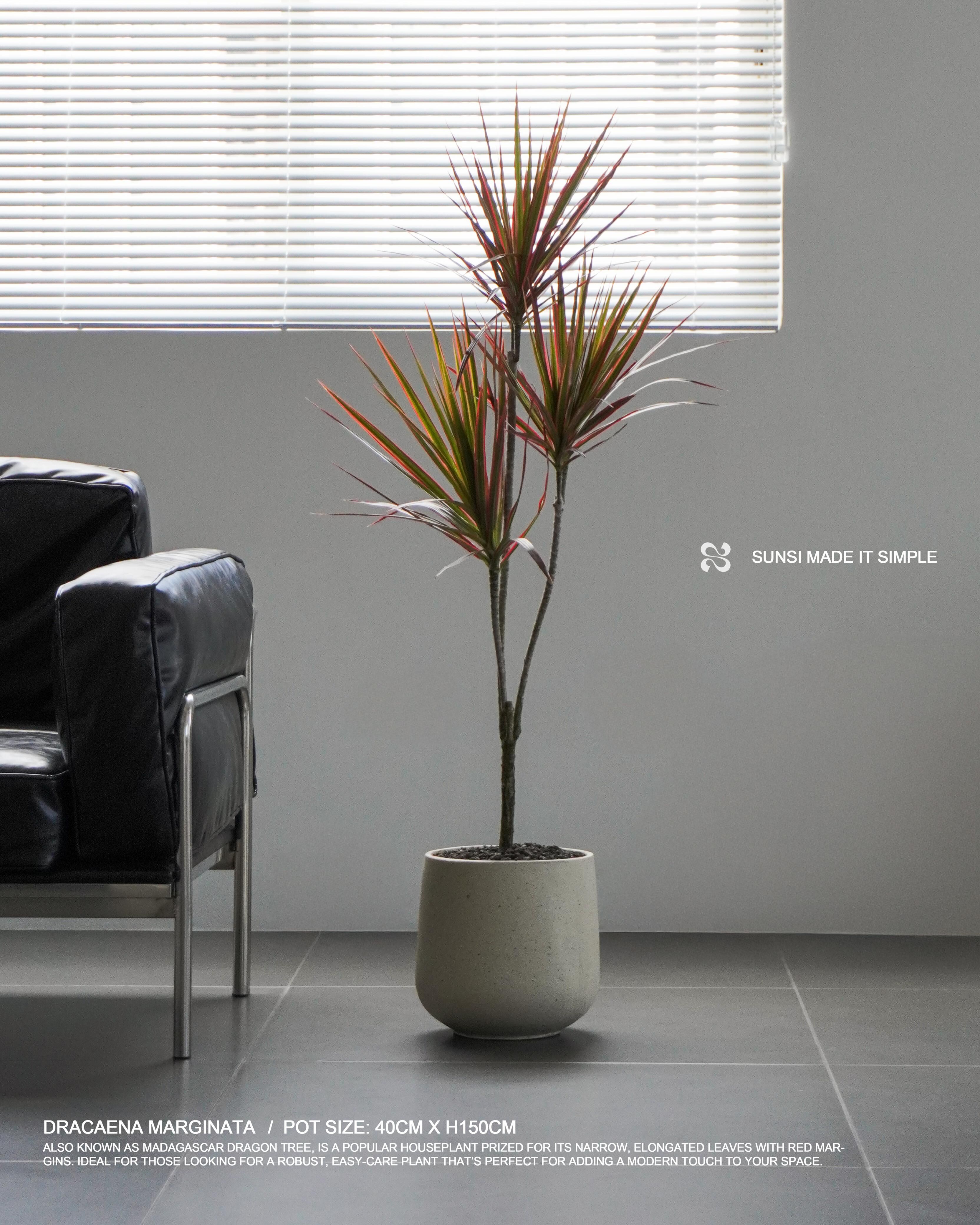 千年木 - Dracaena marginata