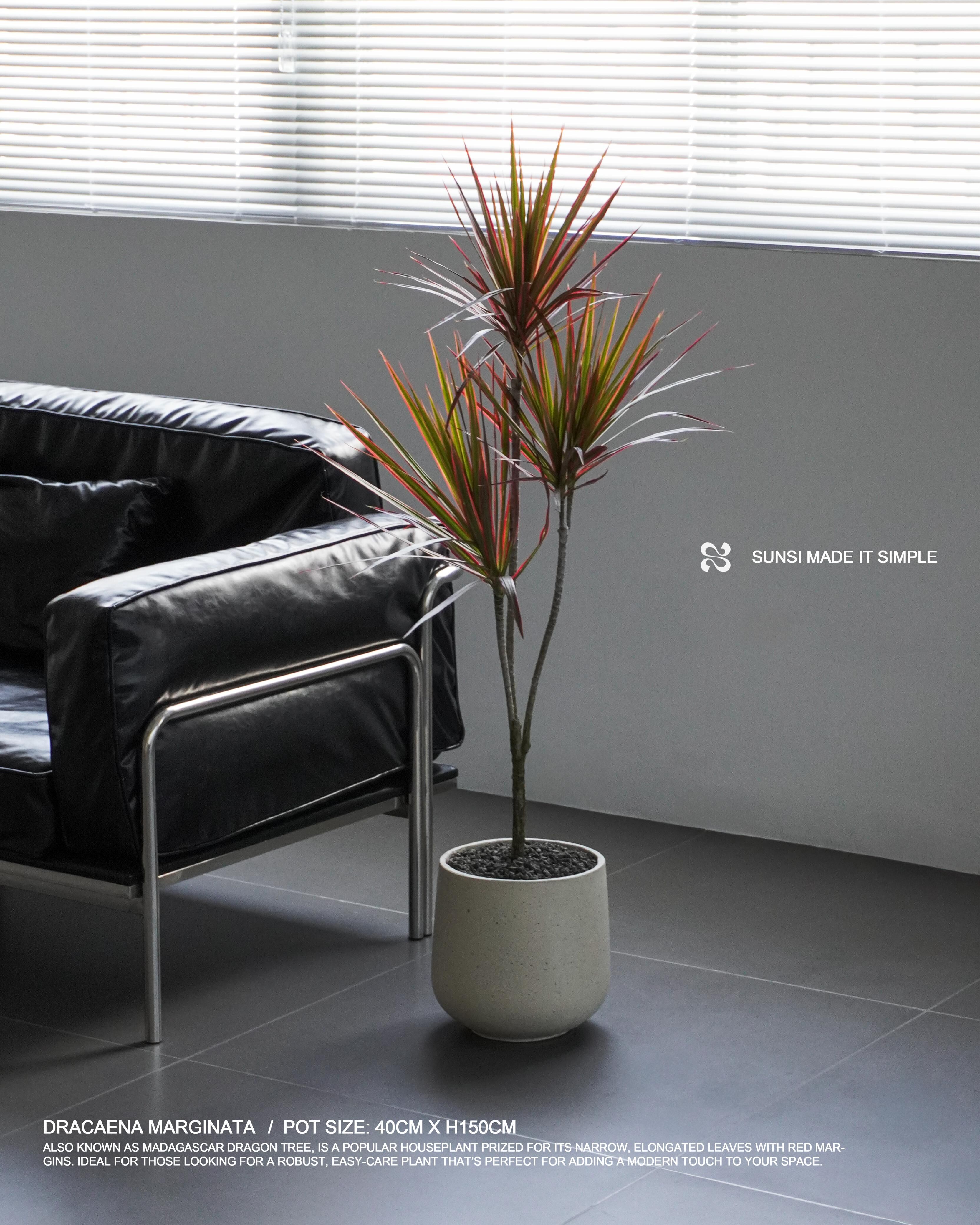 千年木 - Dracaena marginata