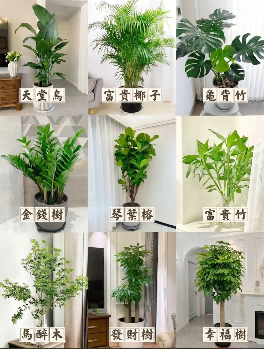 大型綠色植物