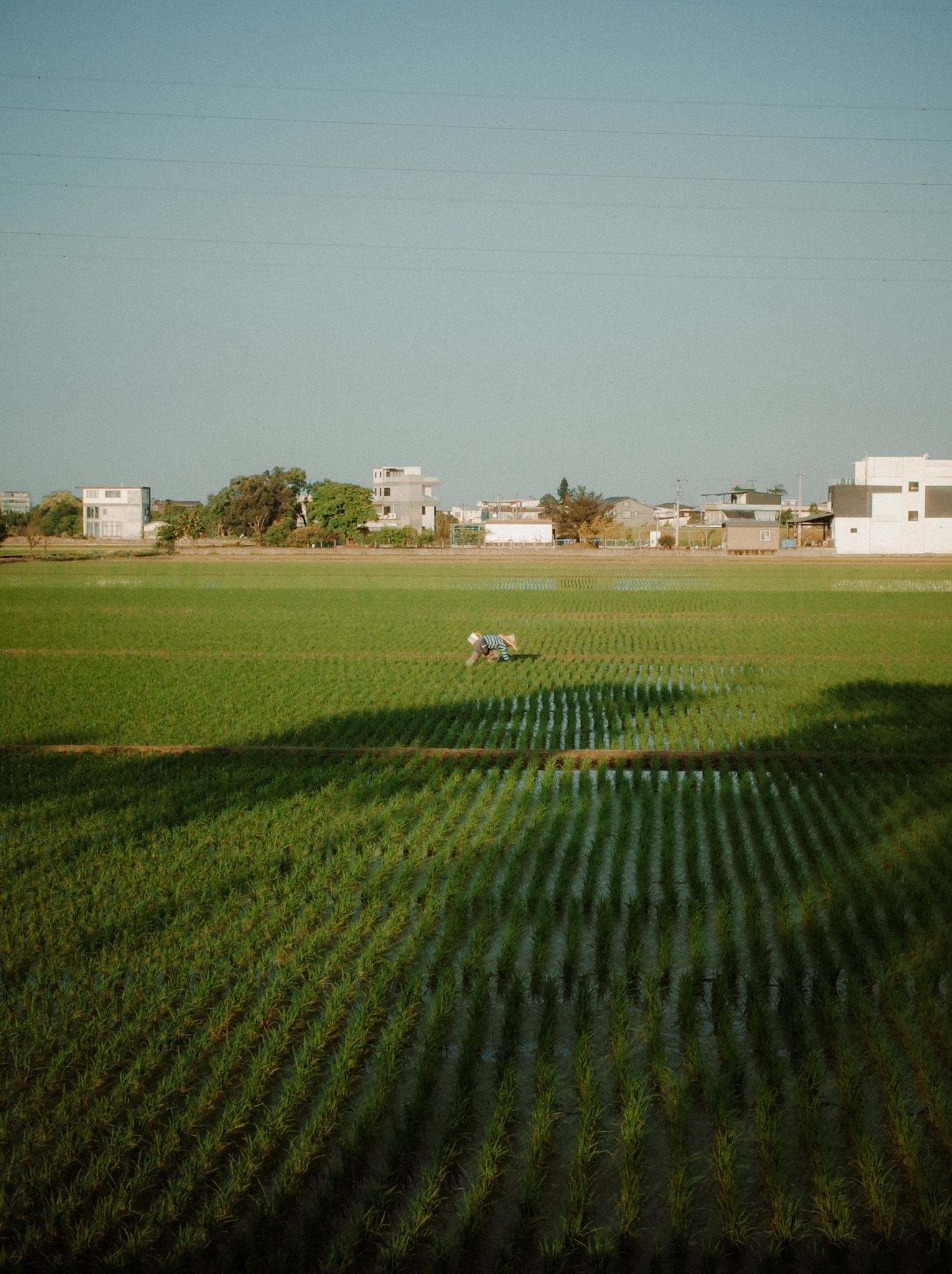 農夫們在田裡一年又一年，照顧著宜蘭好水孕育出的好米