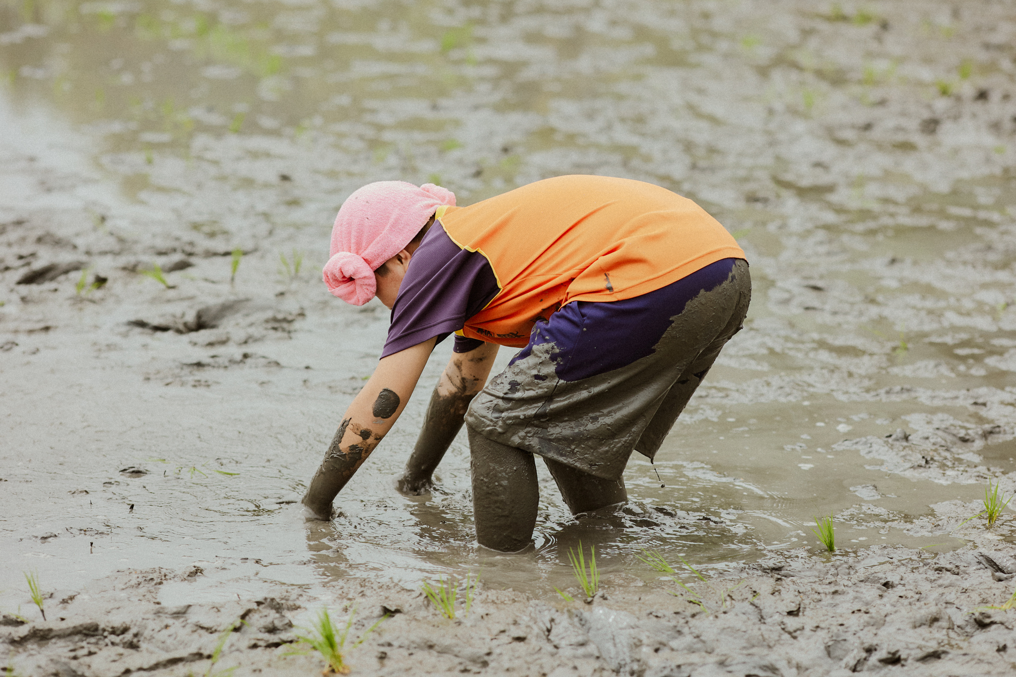 對土地和秧苗都細心呵護