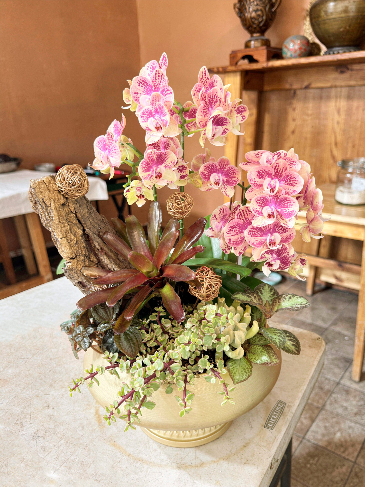 蘭花植栽-蘭間日光
