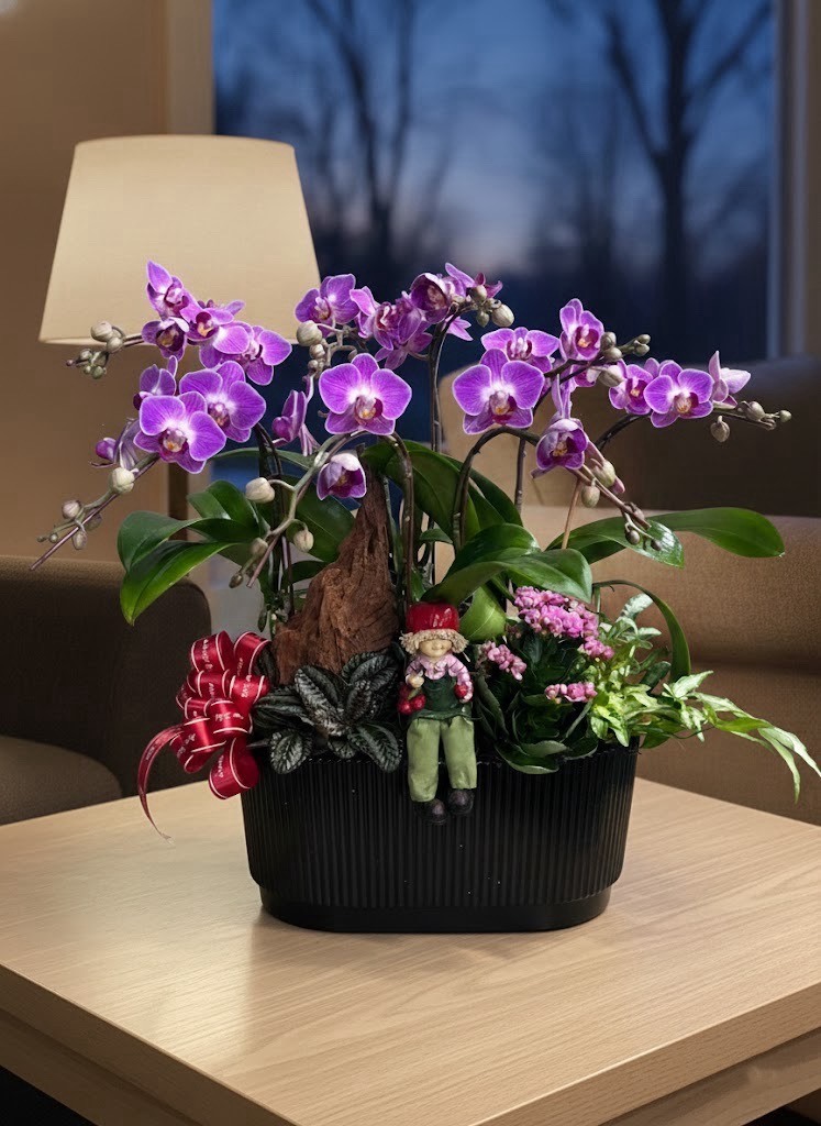 蘭花植栽-純序蘭景