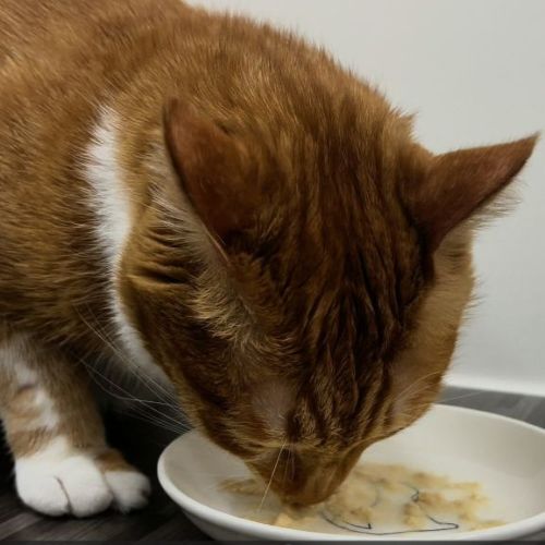 貓咪吃罐頭的照片