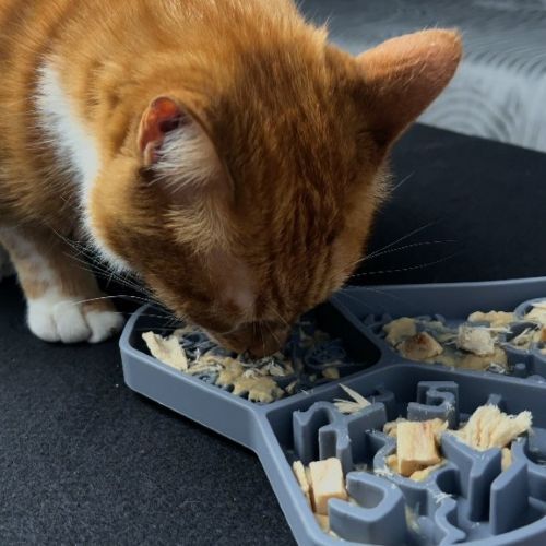 貓咪用舔食墊吃罐頭的照片