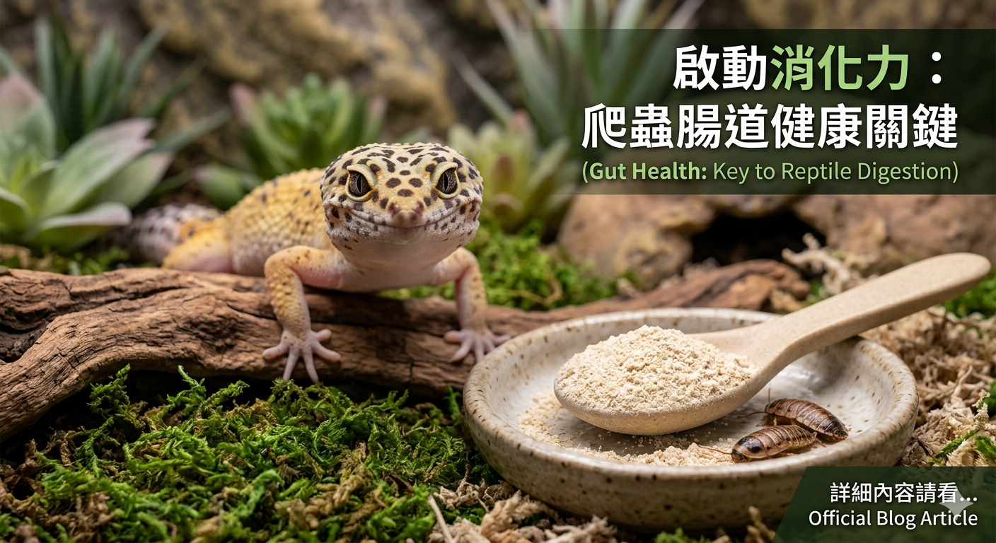 爬蟲腸道健康與益生菌補充：豹紋守宮進食與消化吸收關鍵