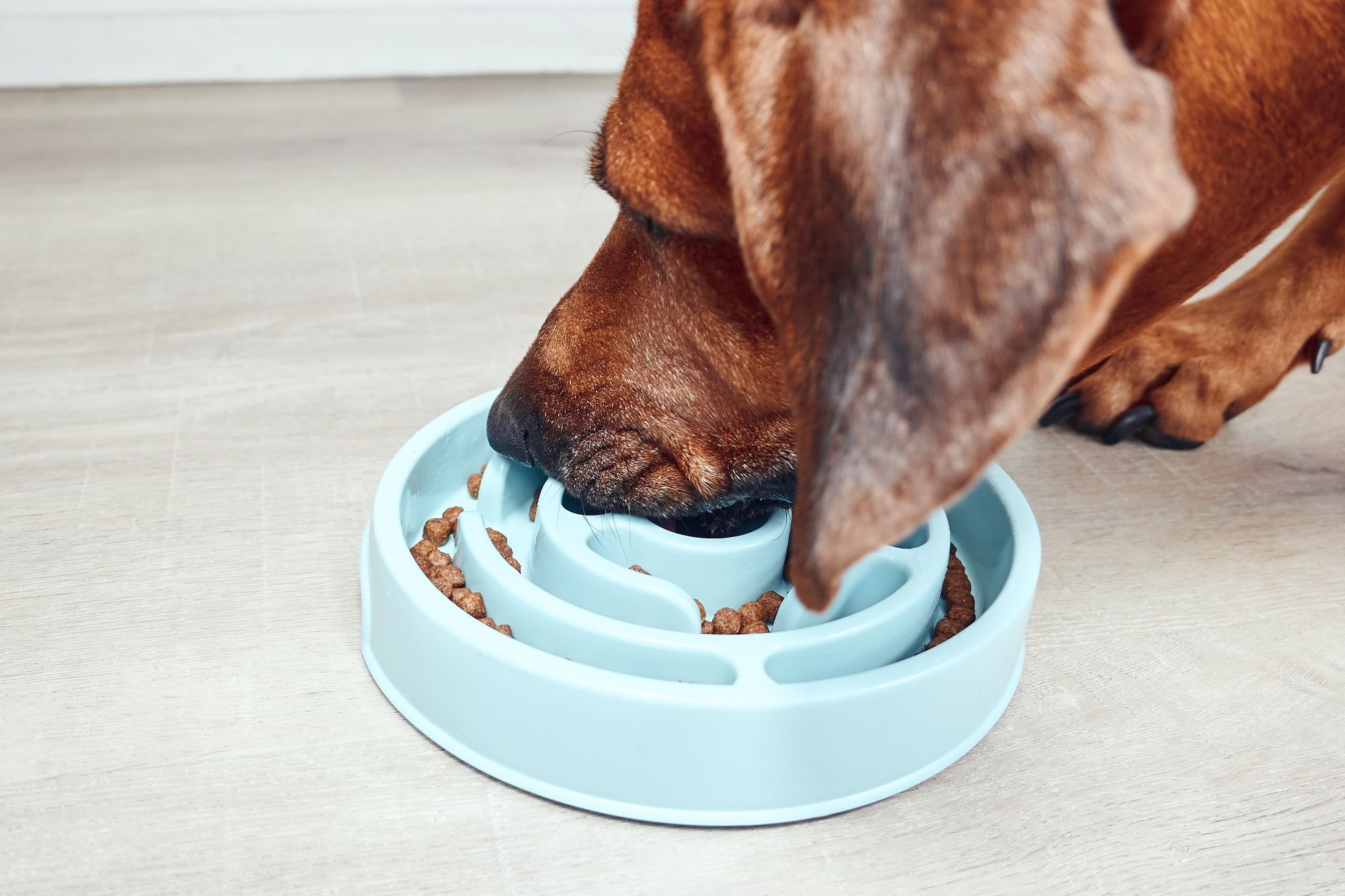 把飼料放在慢食碗的照片，讓狗狗慢慢吃