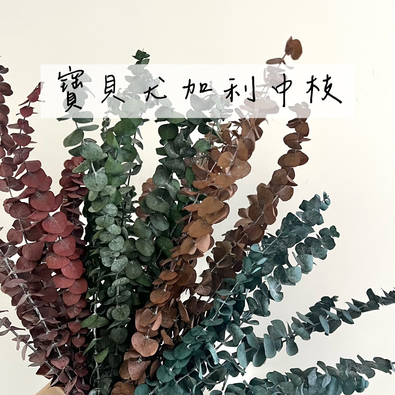 寶貝尤加利(中枝/4色)