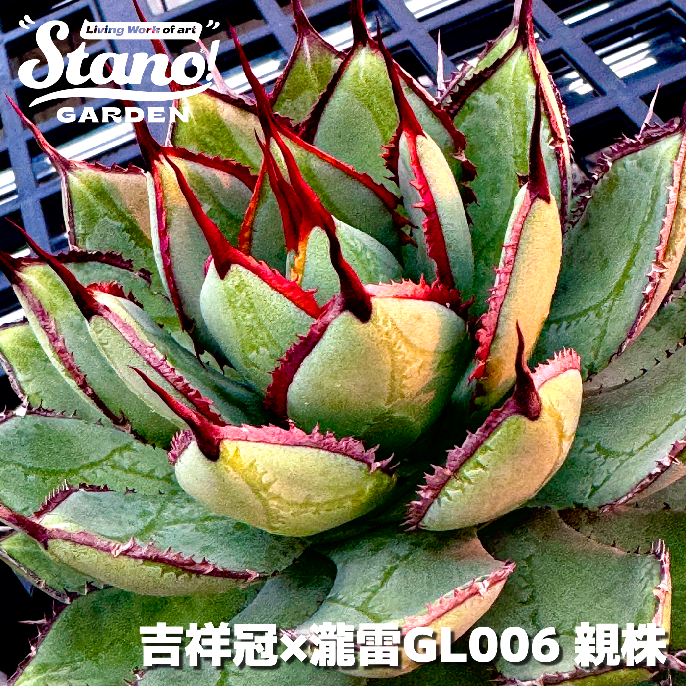 『超選別シリーズ』スタノ產 吉祥冠 × 瀧雷 GL006｜一点限定｜LED管理個体｜20261013