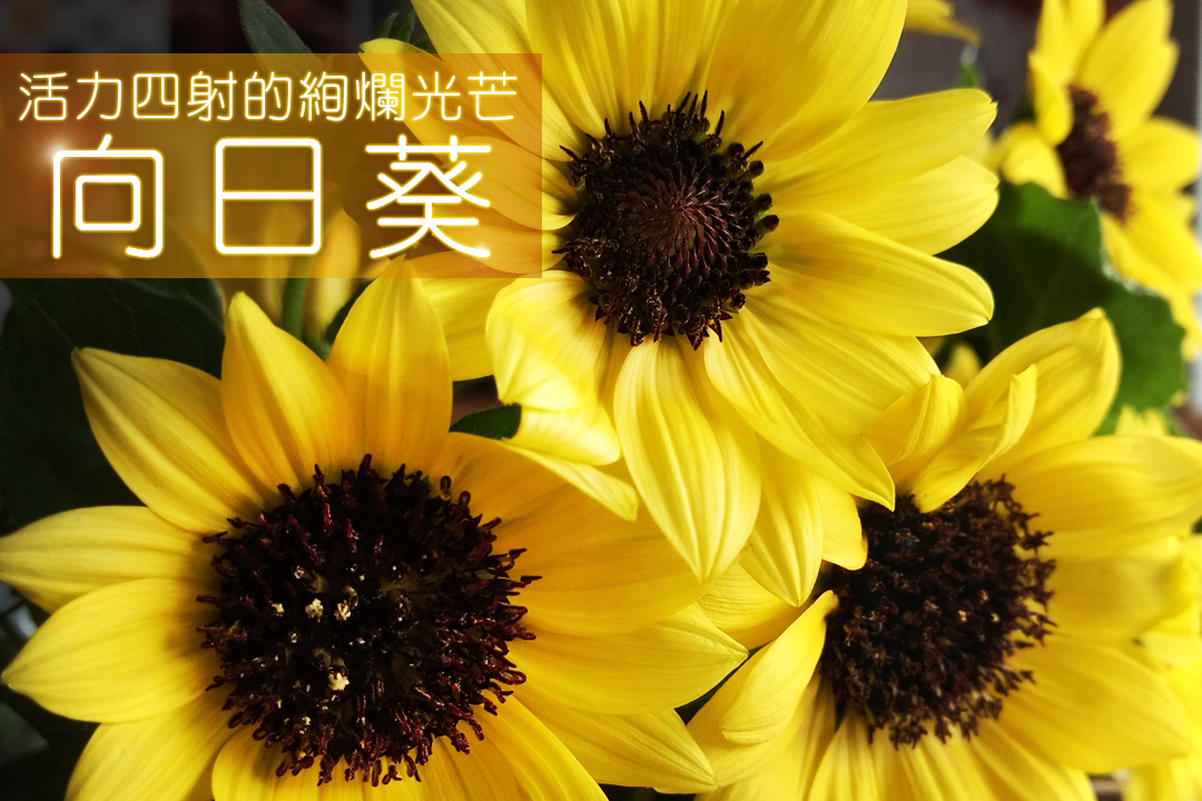 活力四射的絢爛光芒「向日葵」