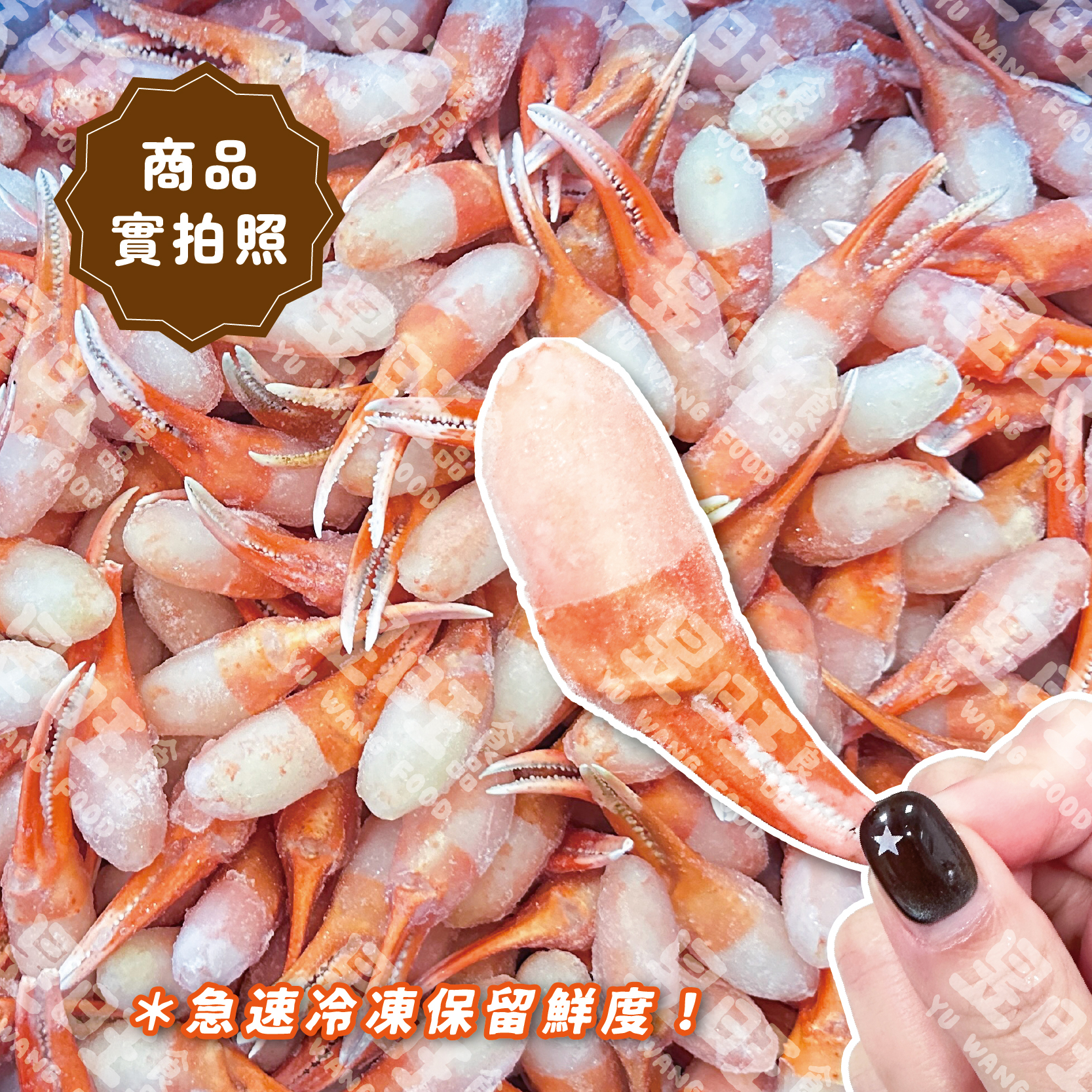 日本松葉蟹鉗肉