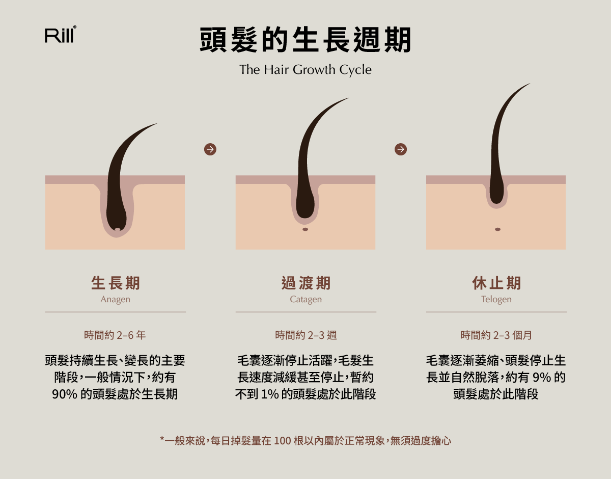 頭發的生長週期分為：生長期、過渡期、休止期