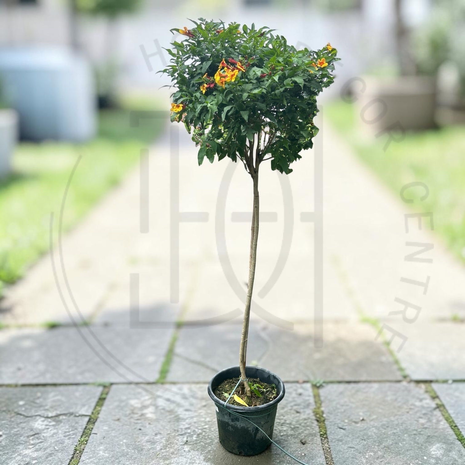 Tecoma 'Orange Jubilee'