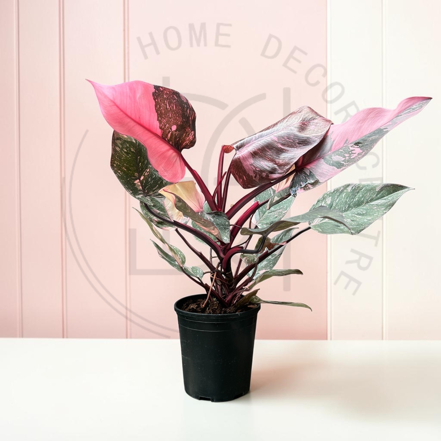 Philodendron 'Pink Princess Marble'