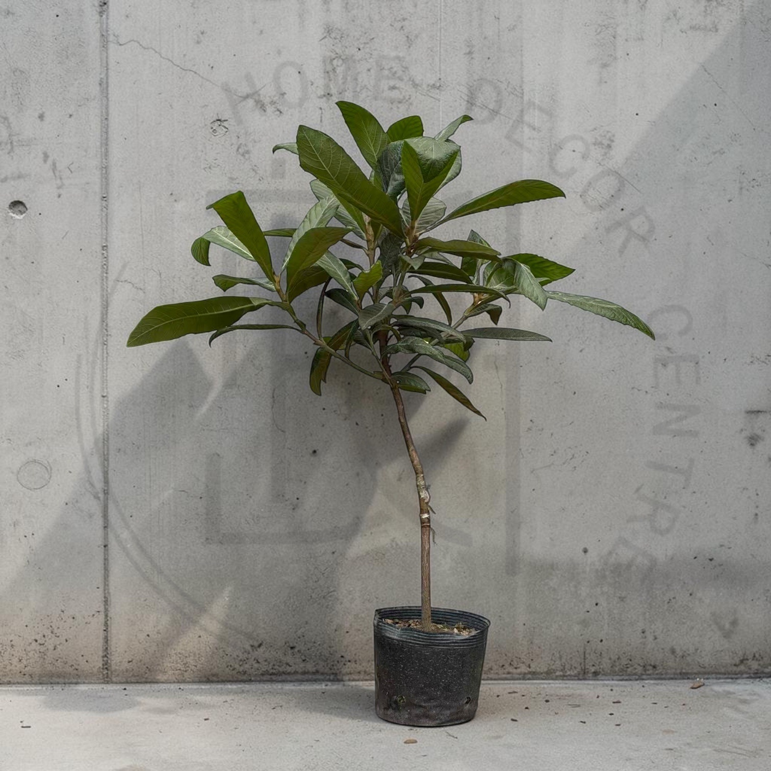 Loquat tree