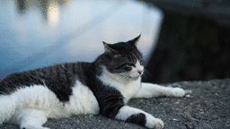 cat