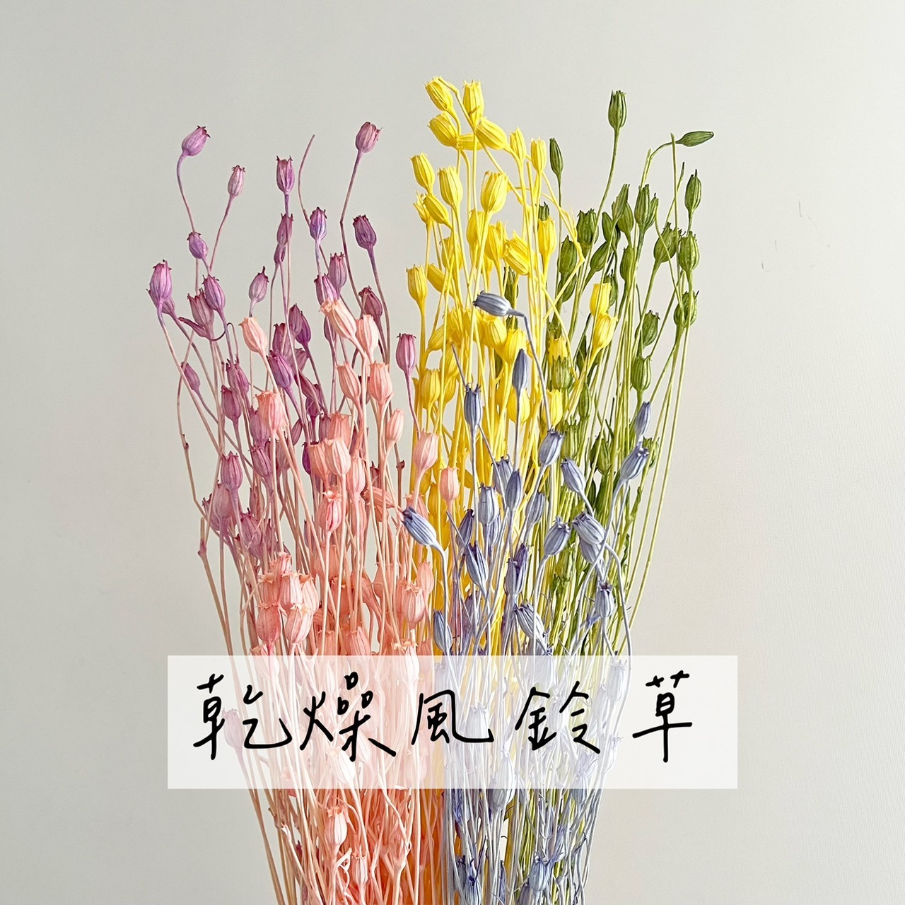 乾燥風鈴草