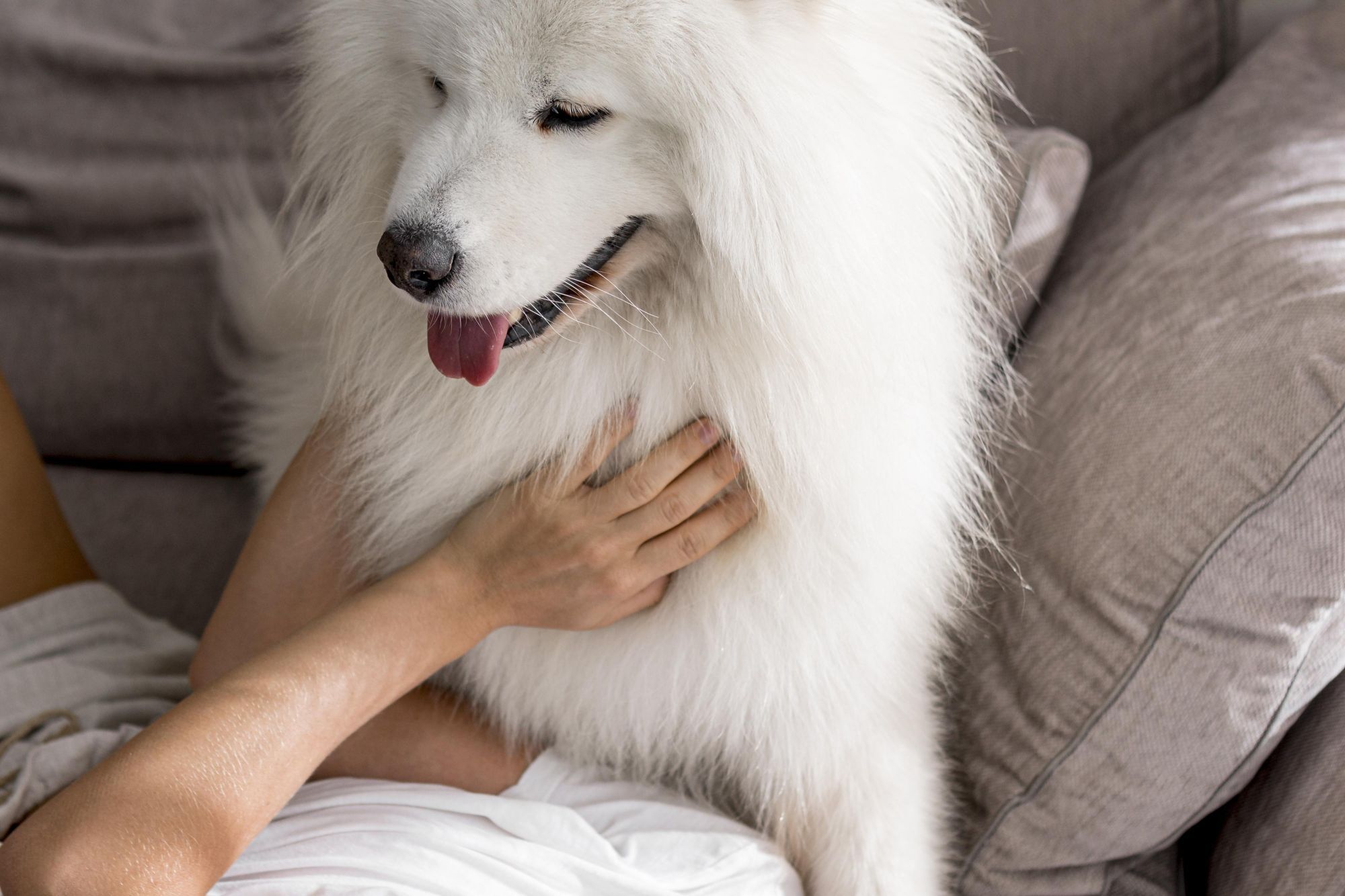 薩摩耶個性溫和、喜歡與人互動