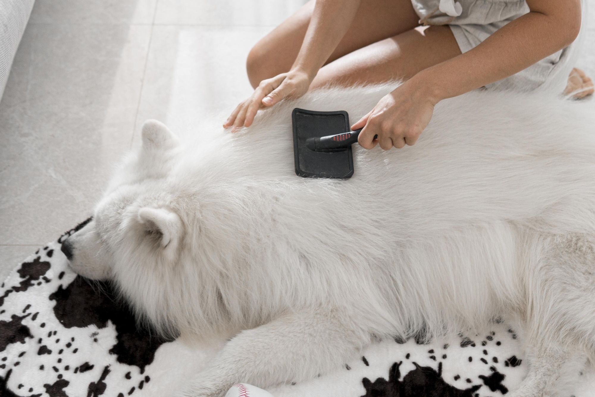 薩摩耶梳毛照，薩摩耶掉毛量驚人，尤其是換季時期。