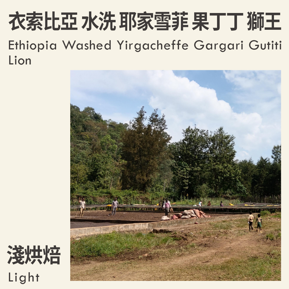 衣索比亞 水洗 耶家雪菲 果丁丁 獅王