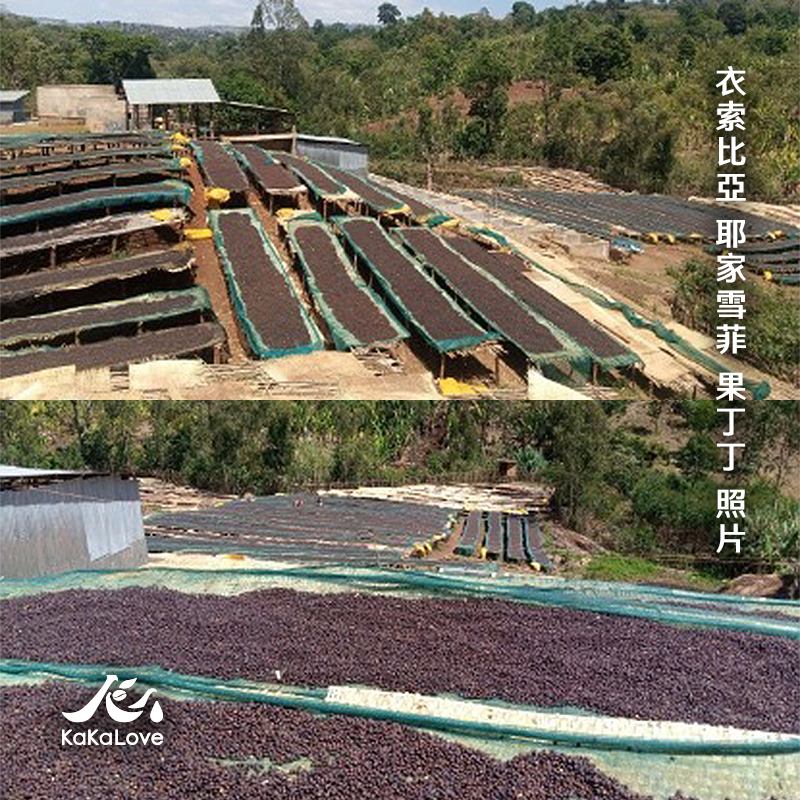 衣索比亞 水洗 耶家雪菲 果丁丁 獅王