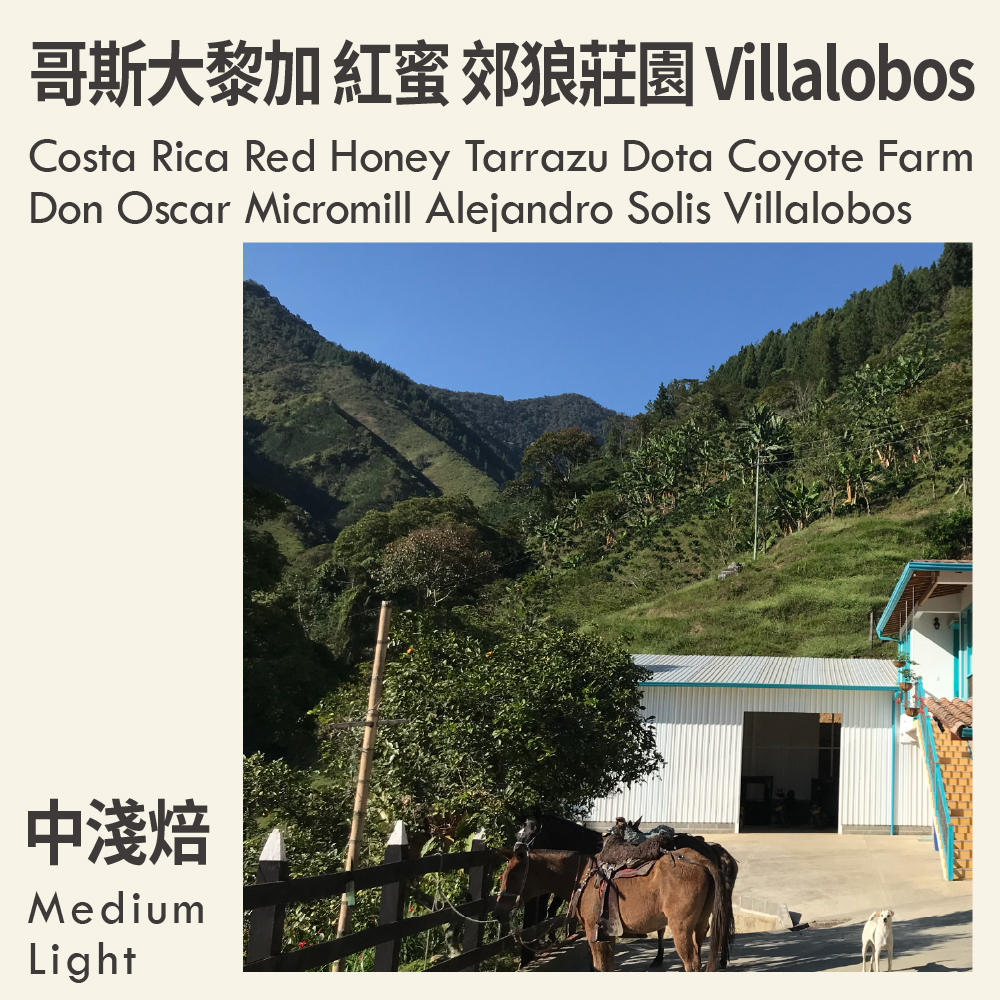 哥斯大黎加 紅蜜 塔拉珠 郊狼莊園 唐奧斯卡處理廠 Villalobos