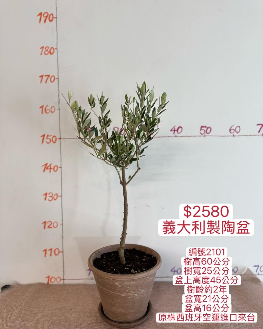 【橄享】 Olive tree 2年樹齡 義大利陶盆系列 桌上型小盆栽  西班牙進口銀葉油橄欖樹 橄欖樹 銀葉橄欖樹 開幕送禮
