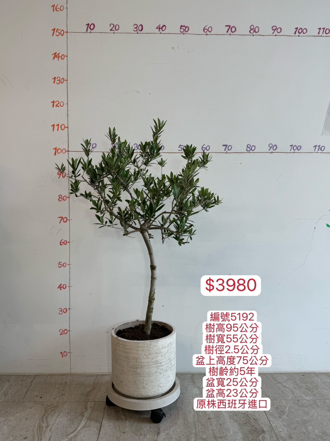 【橄享】 Olive tree 5年樹齡 輕質水泥盆 西班牙進口銀葉油橄欖樹 橄欖樹 銀葉橄欖樹 陽台植物 開幕送禮