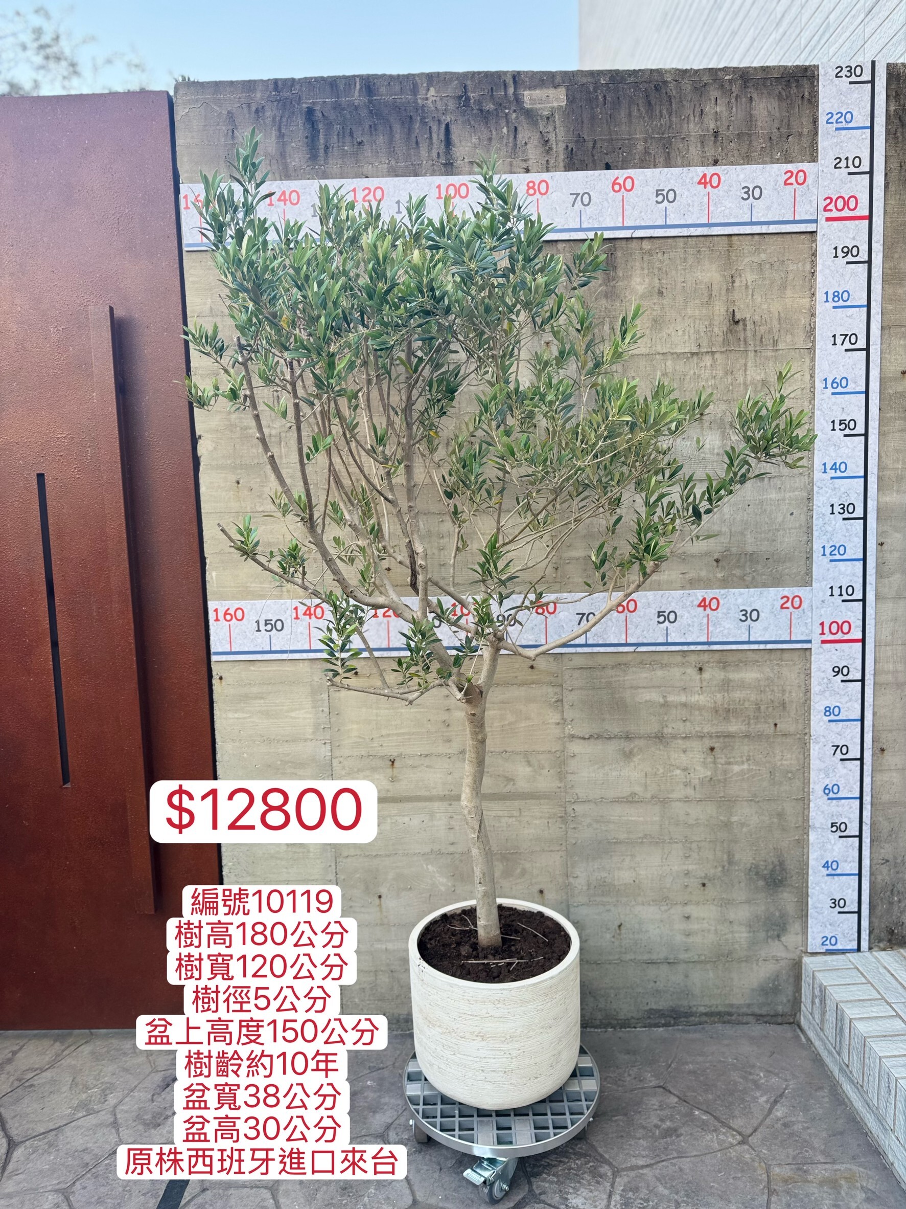 【橄享】 Olive tree 10年樹齡 西班牙進口銀葉油橄欖樹 橄欖樹 銀葉橄欖樹 陽台植物 開幕送禮
