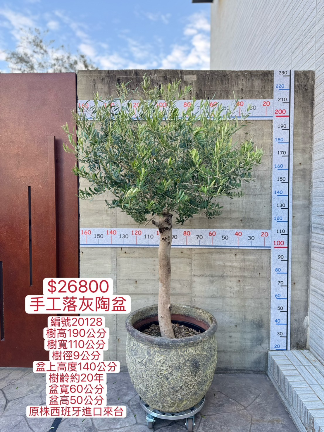 【橄享】 Olive tree 20年樹齡 手工落灰陶盆系列 西班牙進口銀葉油橄欖樹 橄欖樹 銀葉橄欖樹 陽台植物 開幕送禮