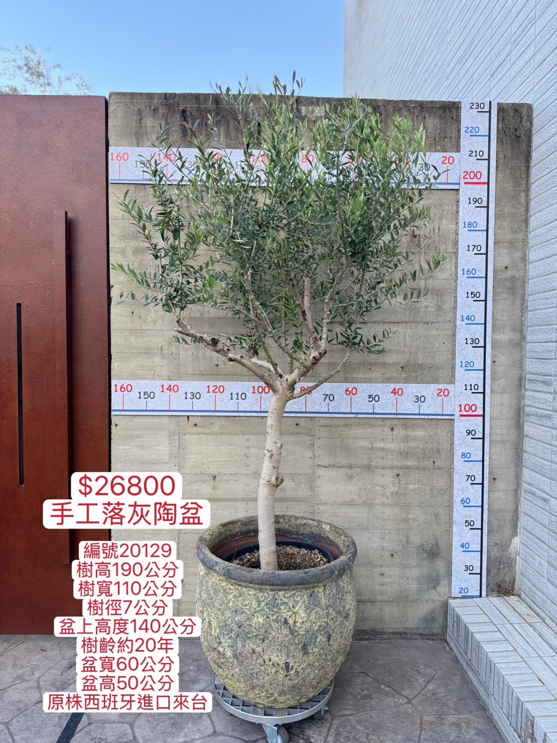 【橄享】 Olive tree 20年樹齡 手工落灰陶盆系列 西班牙進口銀葉油橄欖樹 橄欖樹 銀葉橄欖樹 陽台植物 開幕送禮