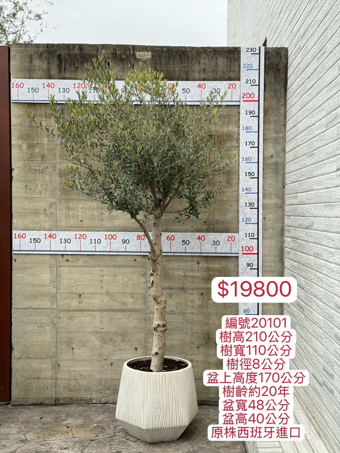 【橄享】 Olive tree 20年樹齡 西班牙進口銀葉油橄欖樹 橄欖樹 銀葉橄欖樹 陽台植物 開幕送禮