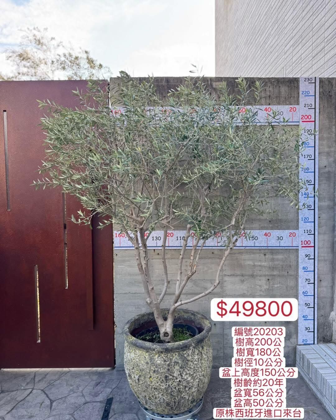 【橄享】 Olive tree 多分枝20年樹齡 手工落灰陶盆系列 西班牙進口銀葉油橄欖樹 橄欖樹 銀葉橄欖樹 陽台植物 開幕送禮