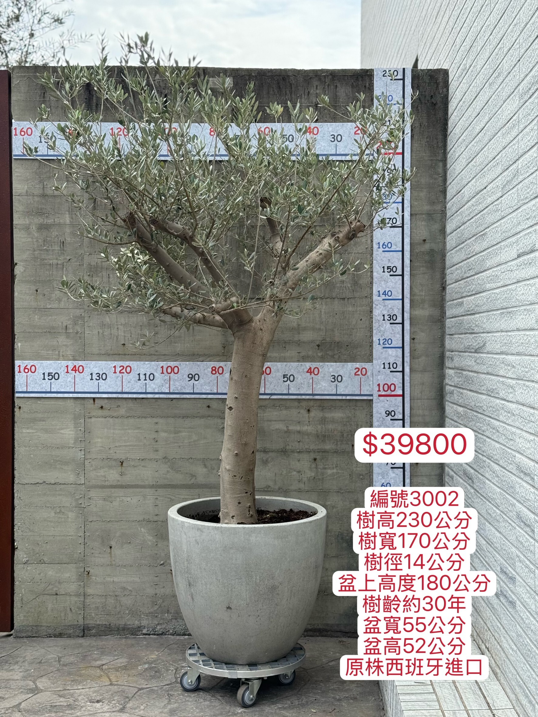【橄享】 Olive tree 30年樹齡 西班牙進口銀葉油橄欖樹 橄欖樹 銀葉橄欖樹 陽台植物 開幕送禮