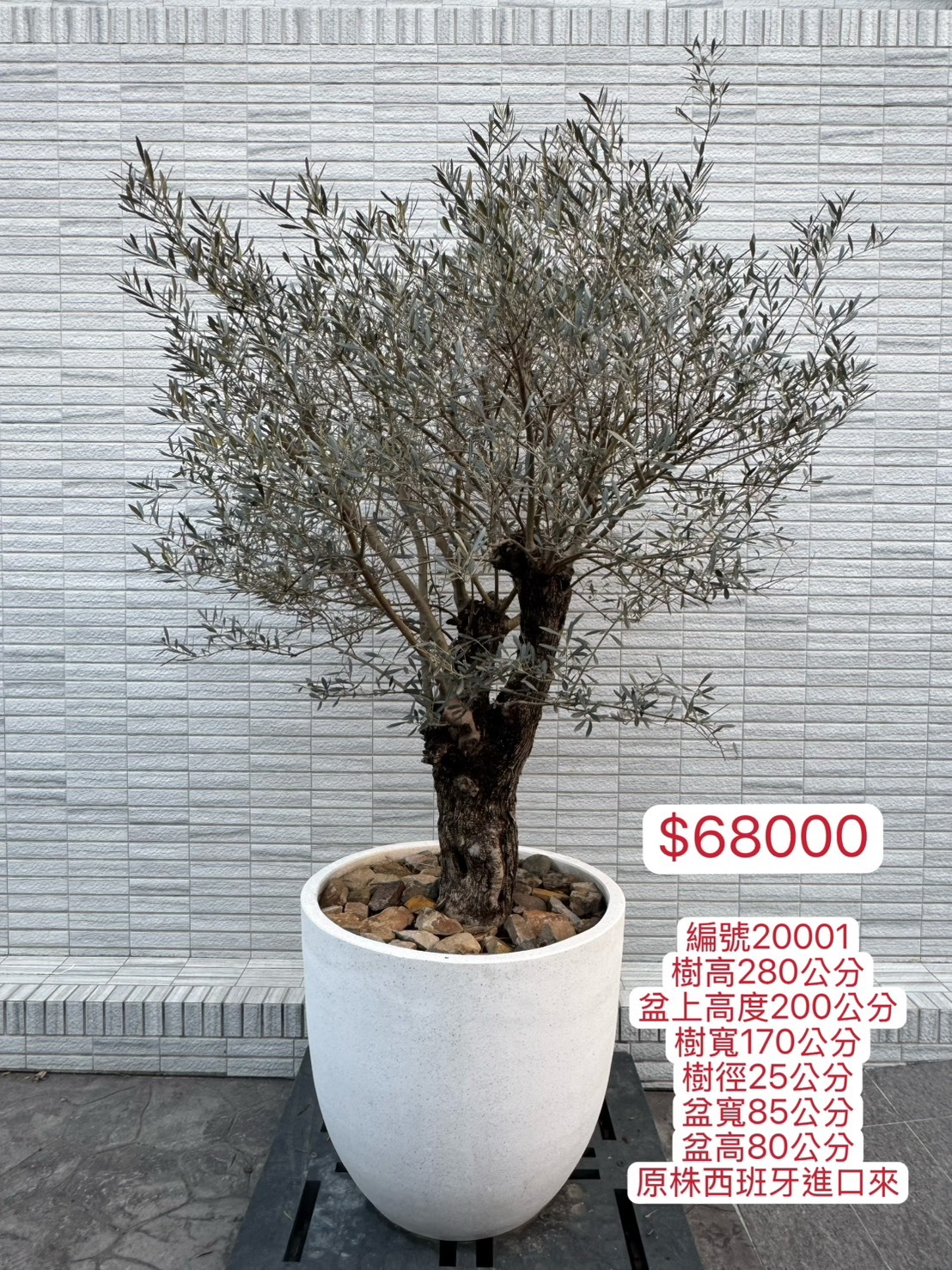 【橄享】 Olive tree 百年老樹 西班牙進口銀葉油橄欖樹 橄欖樹 銀葉橄欖樹 盆景造型 景觀設計 商空設計 門店餐廳
