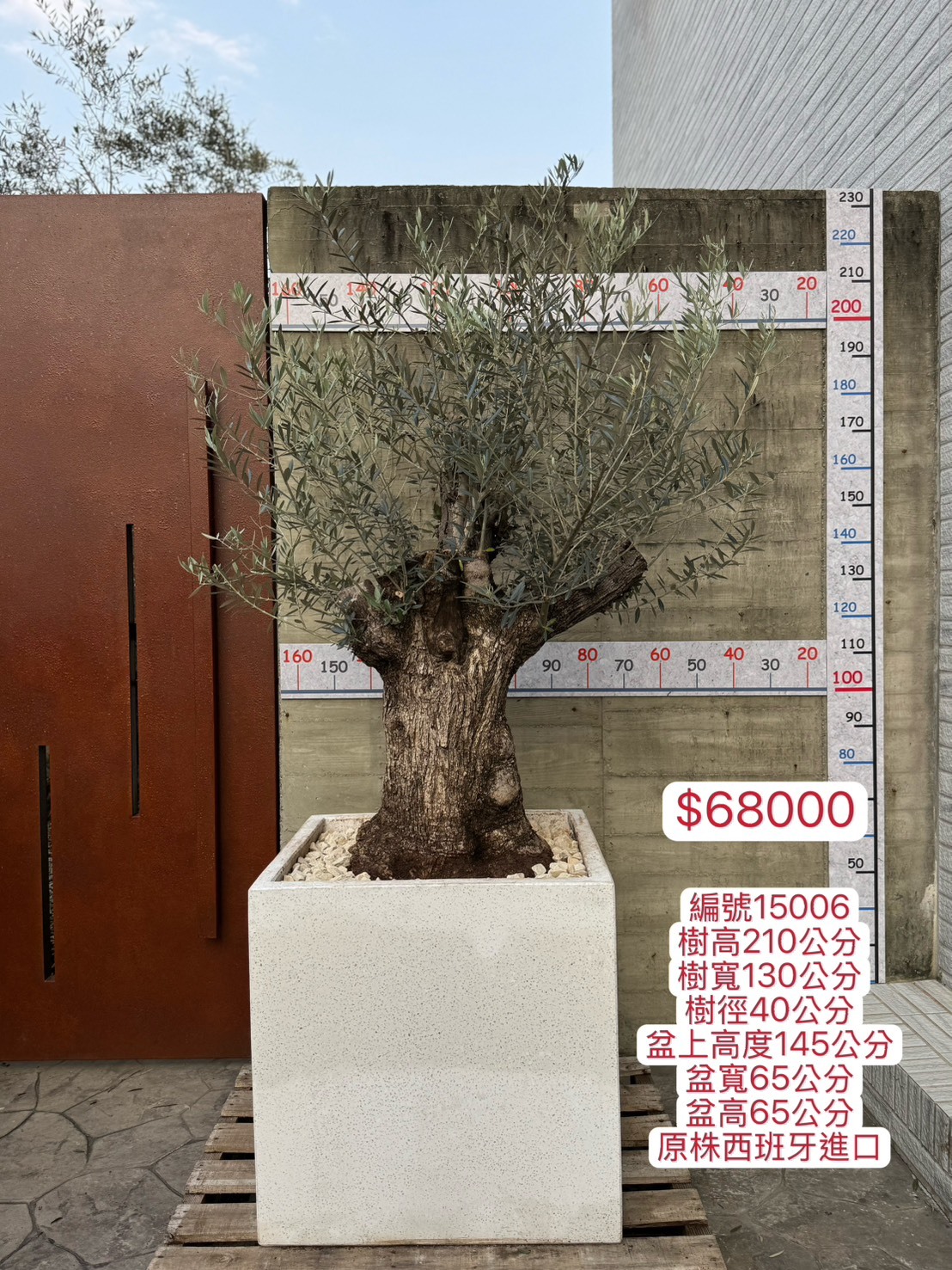 【橄享】 Olive tree 百年老樹 西班牙進口銀葉油橄欖樹 橄欖樹 銀葉橄欖樹 盆景造型 景觀設計 商空設計 門店餐廳