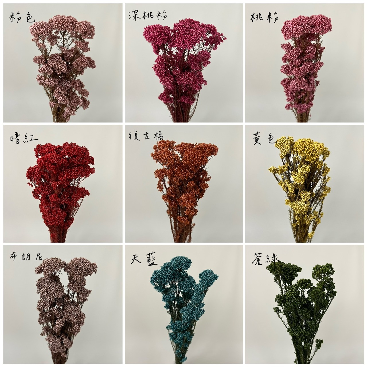 不凋米香花