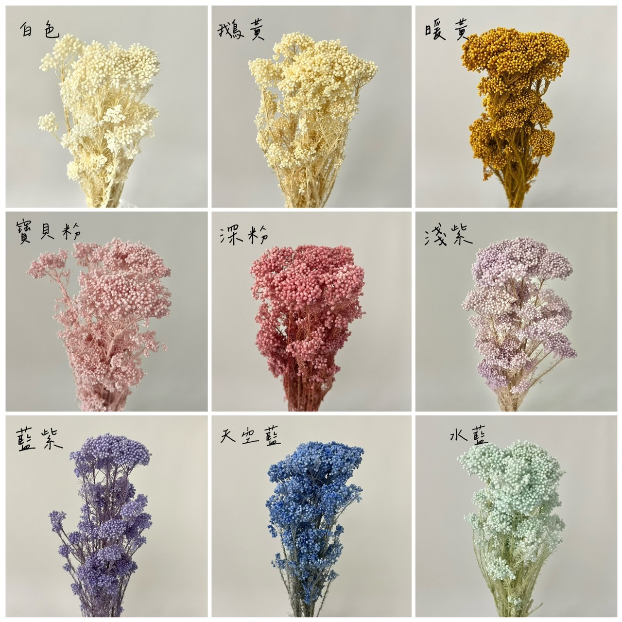 不凋米香花