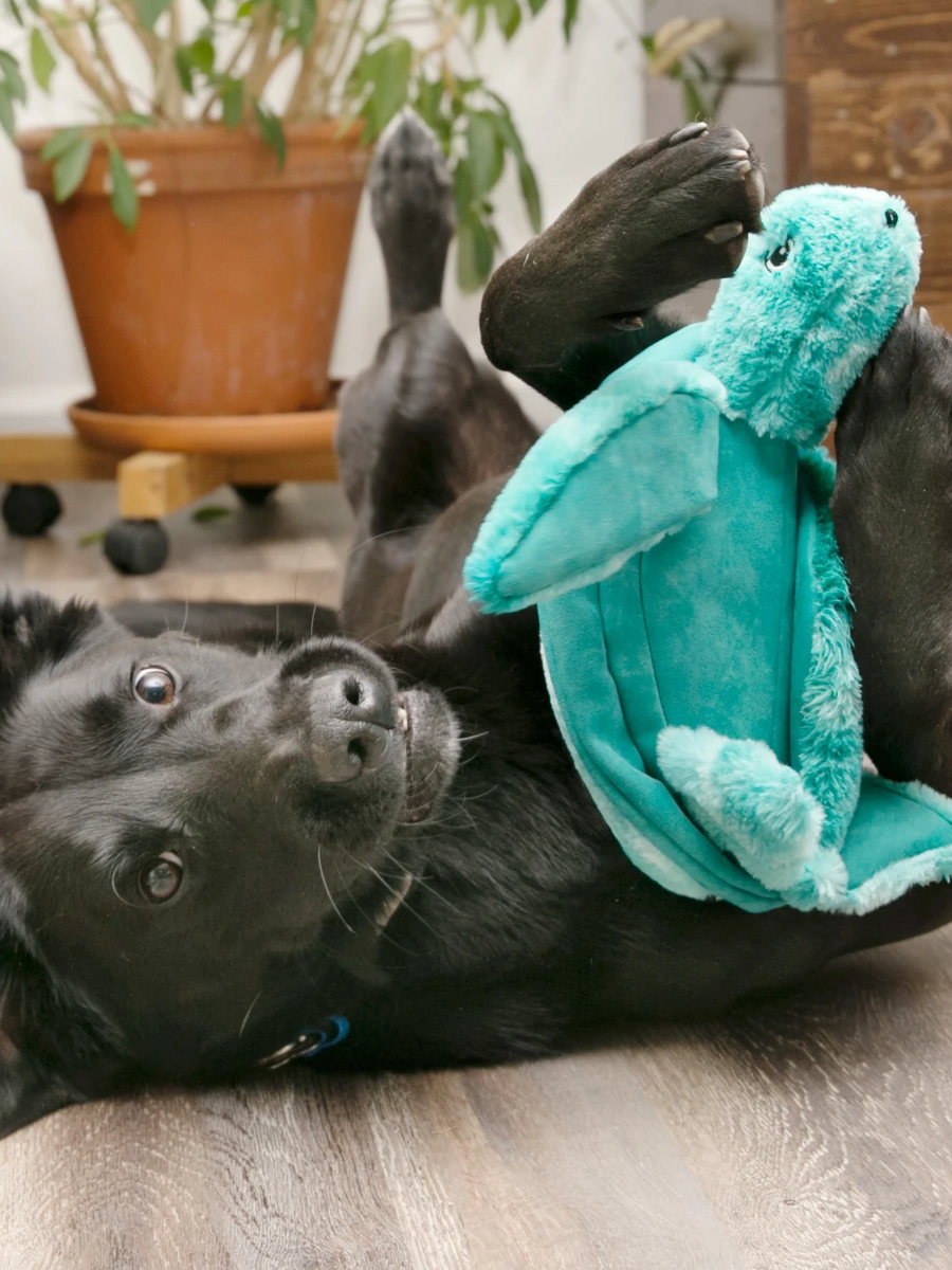 【KONG】厚絨海洋系列｜海龜