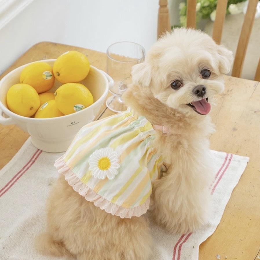 Daisy Sherbet Sundress｜雪酪黃雛菊亞麻洋裝 It’s
