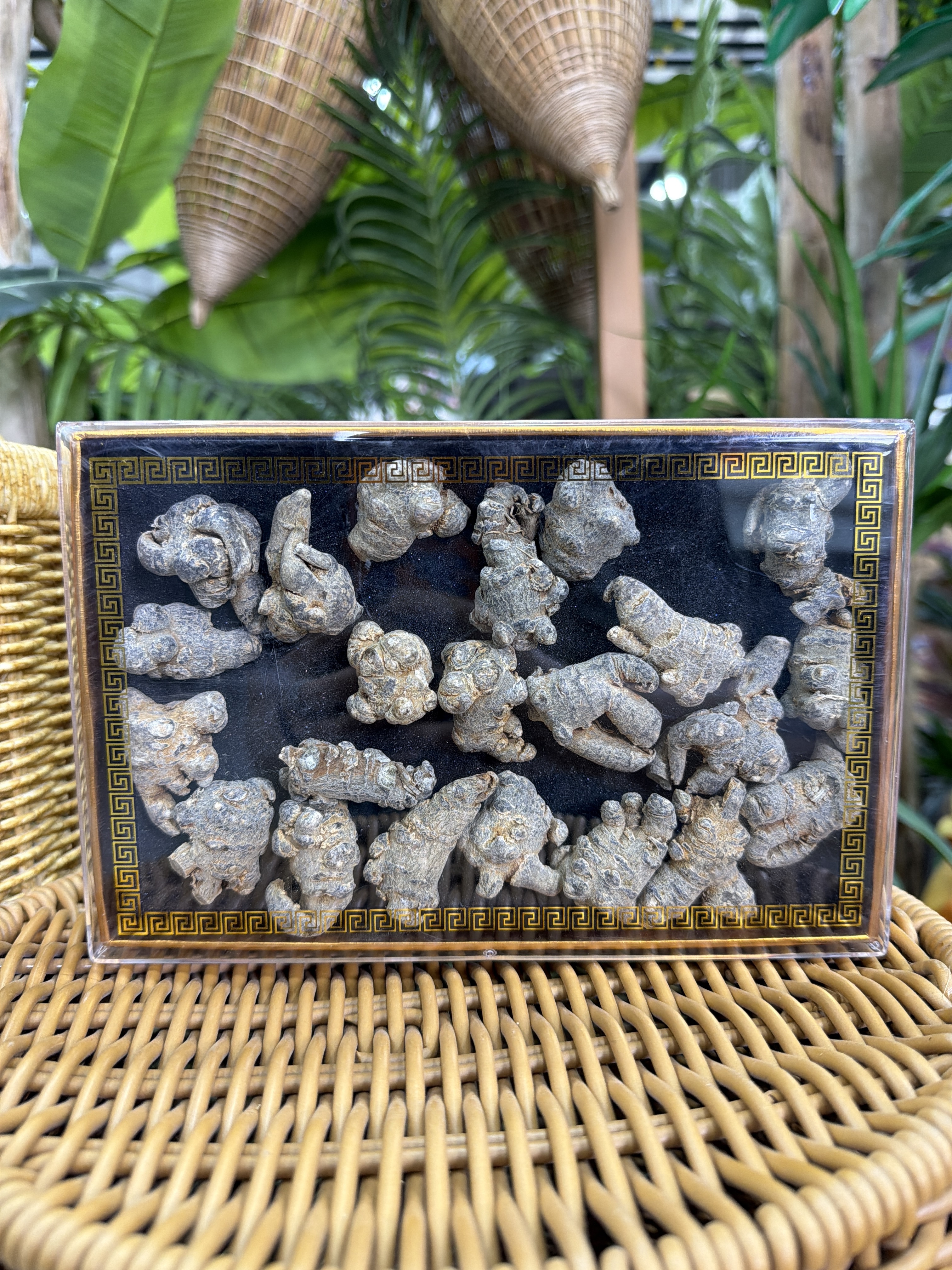 SG40 雲南特產- 40頭三七禮盒 250g/盒