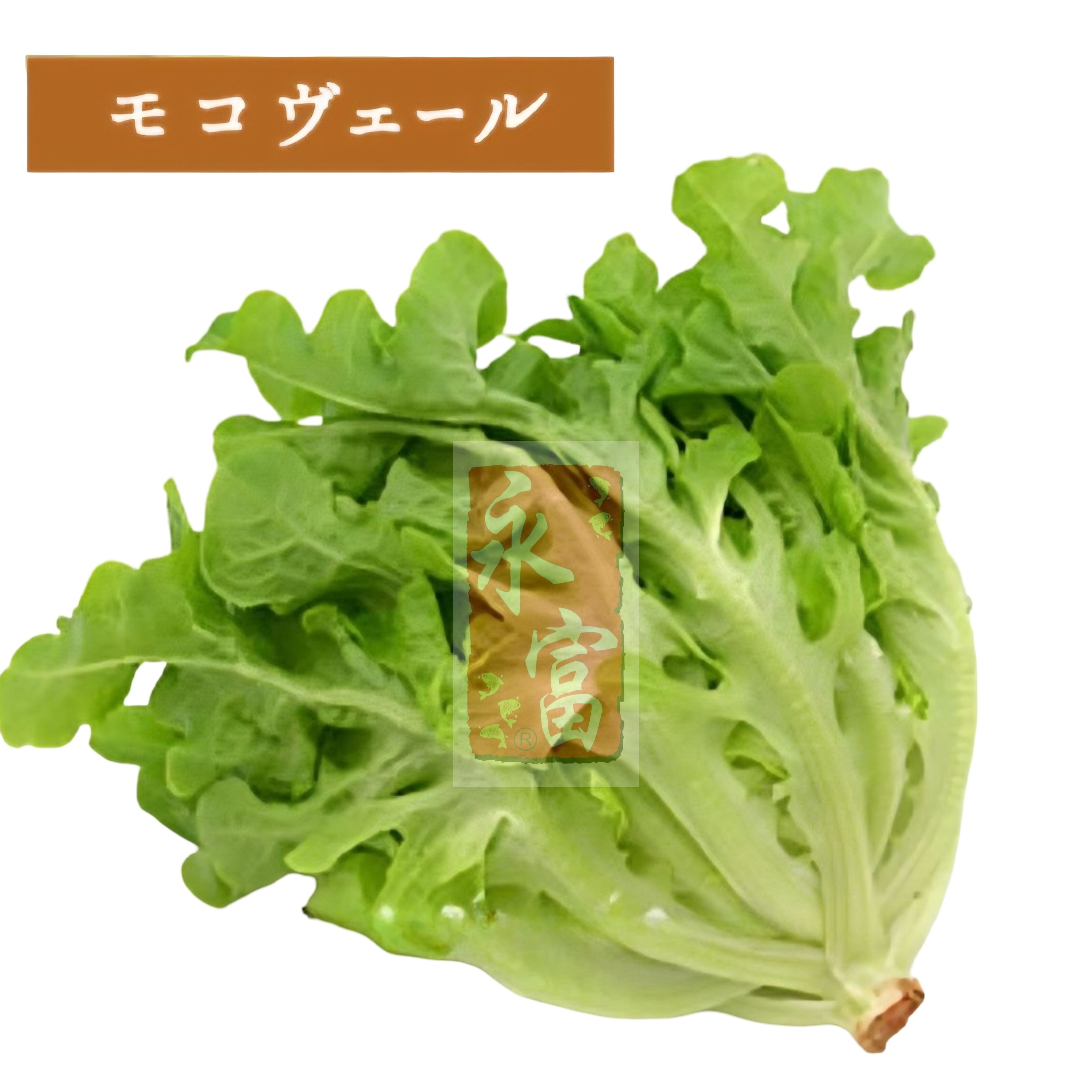 日本羅馬生菜(500G)-1個