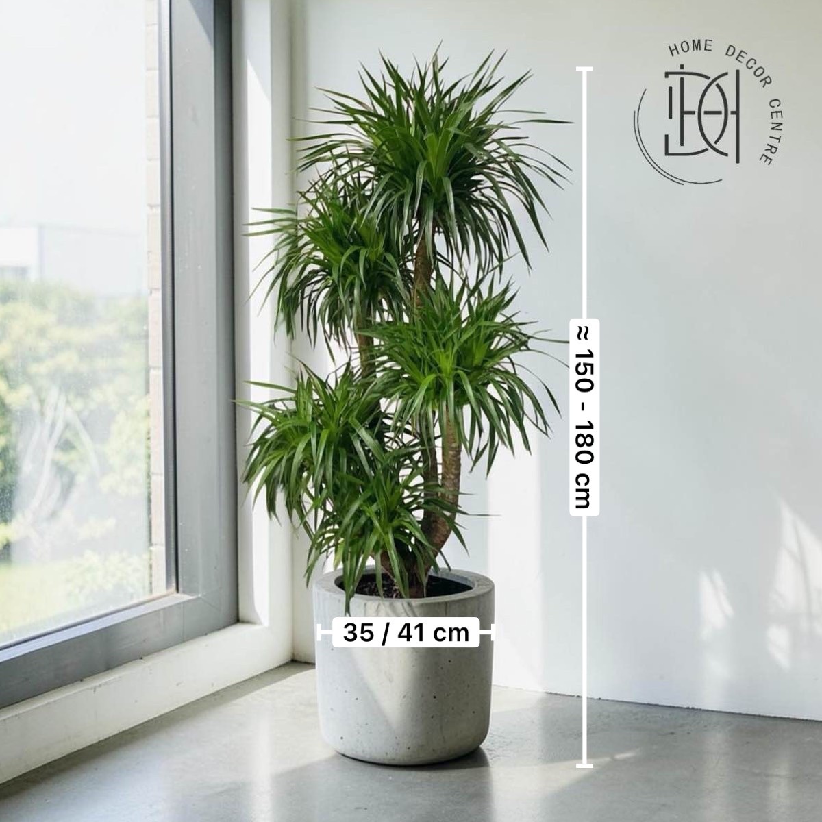 Cambodian Dragon Tree